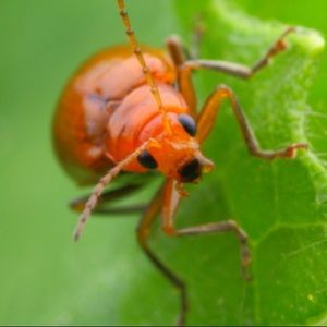 Meet your Posher, Valentino